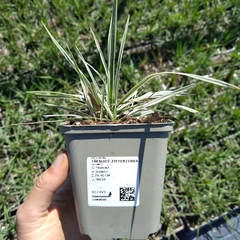 Plant