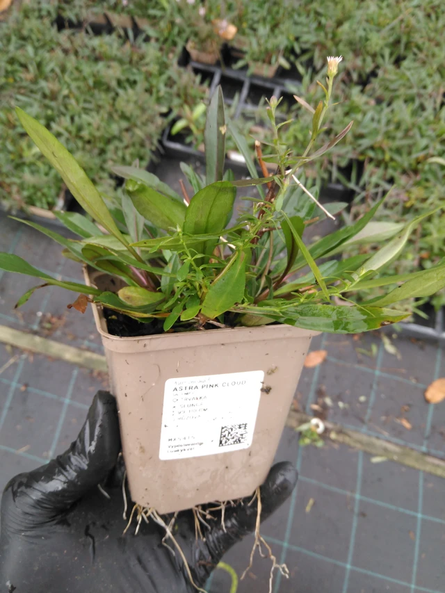 Asteri Pink Cloud - 23. 10. 2025