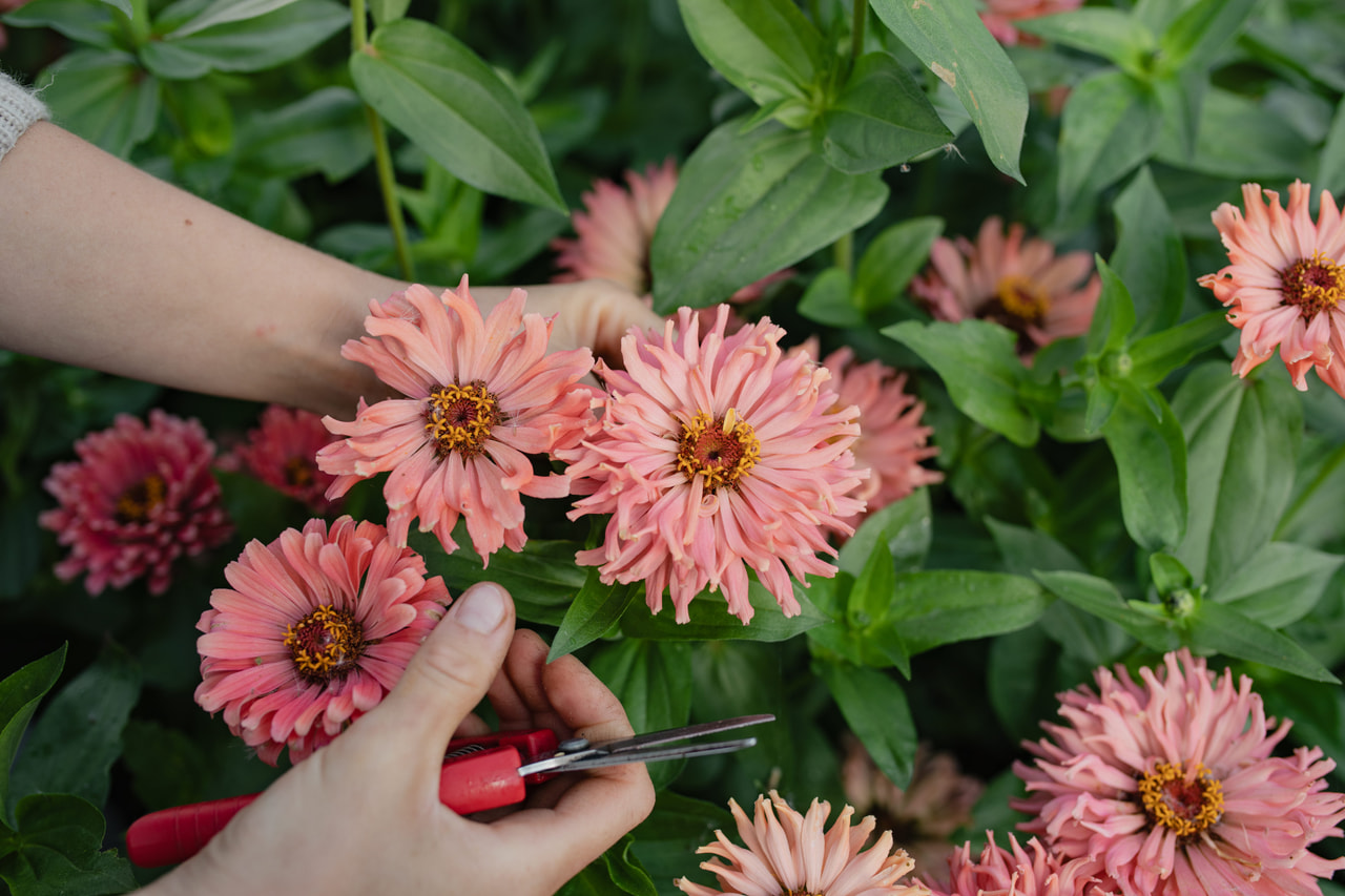 Tsinnia Super Cactus Burpee Rose, Loukykvět