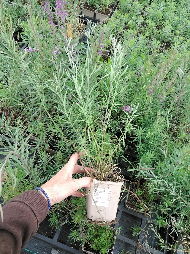 Linaria purpurea - 9. 6. 2025