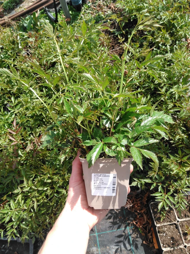 Jaloangervo Europa - 2024