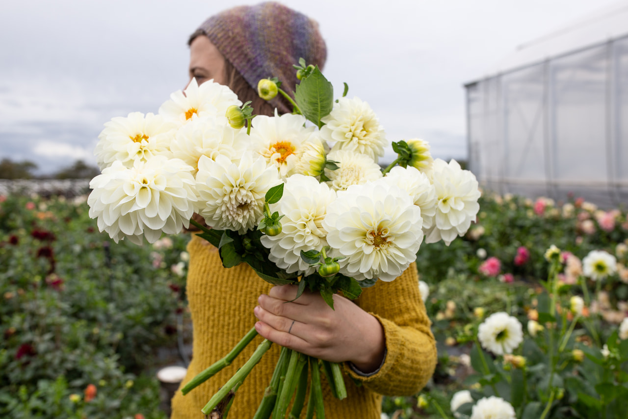 Daalia Boom Boom White, Loukykvět