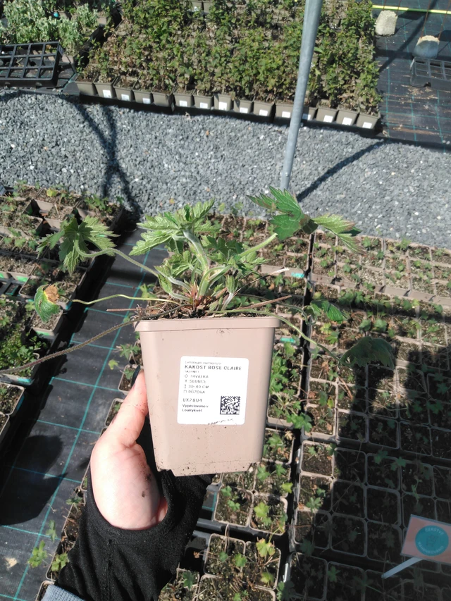 Kurjenpolvi Rose Claire - 13. 5. 2025