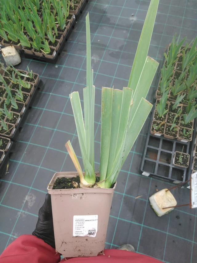 Tarhakurjenmiekka Immortality - 4. 8. 2025