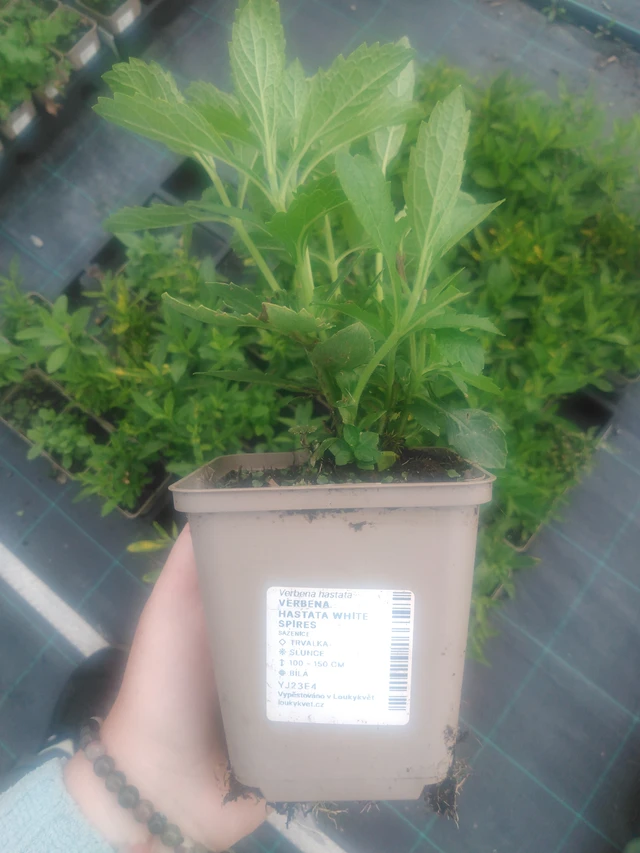 Verbena hastata White Spires - 2024