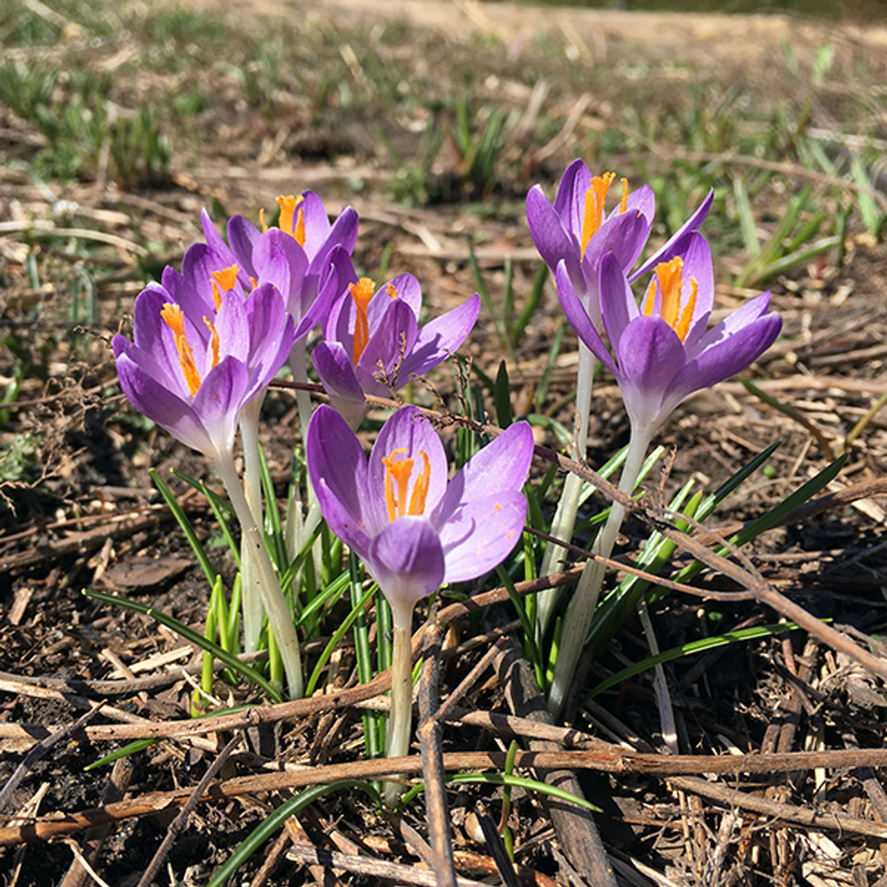 Krokus Barr’s Purple, Loukykvět