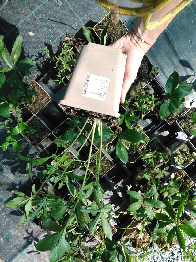 Jouluruusu Double Ellen Pink - 2024