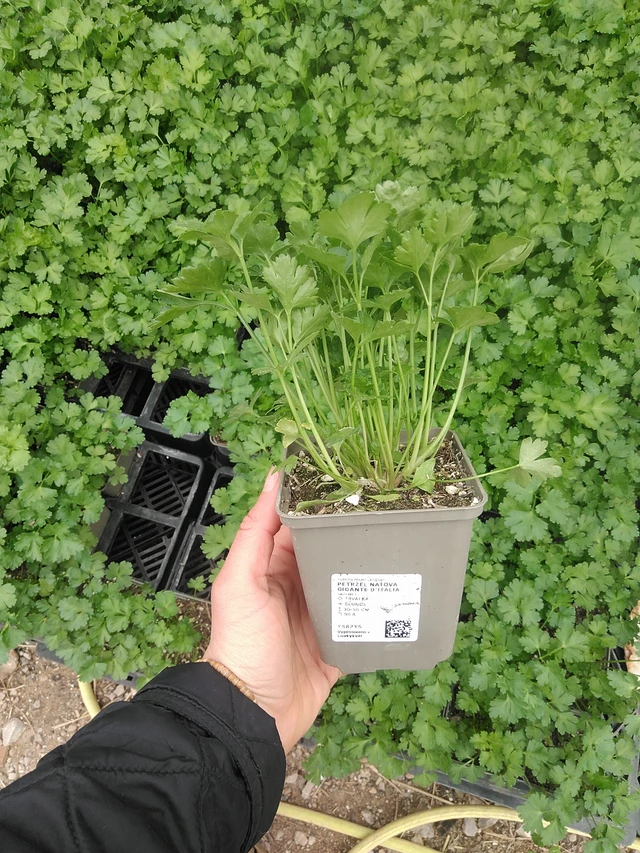 Leaf parsley Gigante d´Italia - 20. 4. 2026