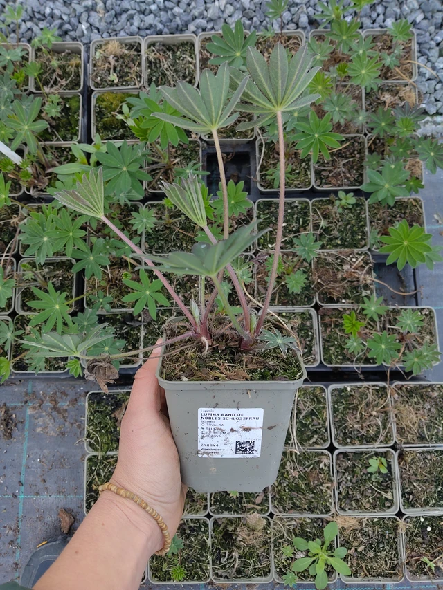 Lupiini Band of Nobles Schloßfrau - 21. 4. 2026