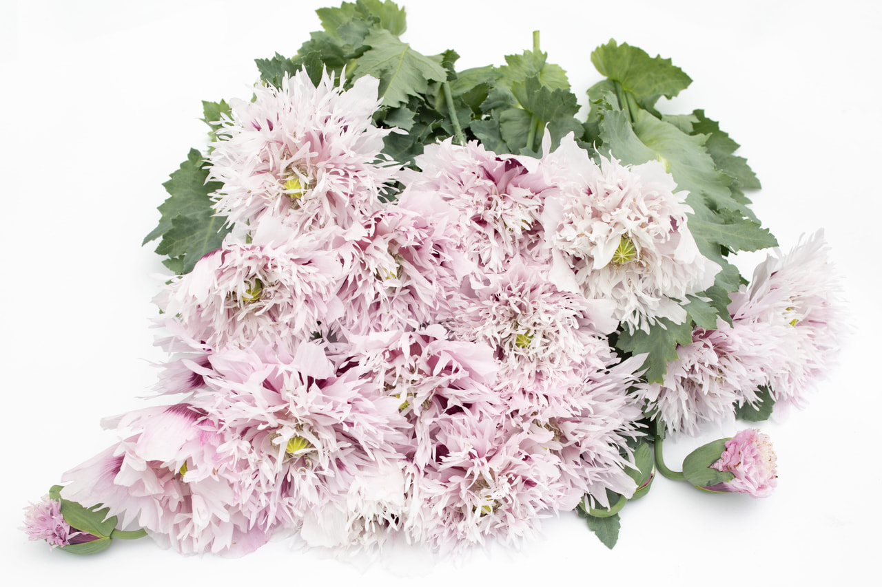 Valmue Lilac Pompom, Loukykvět