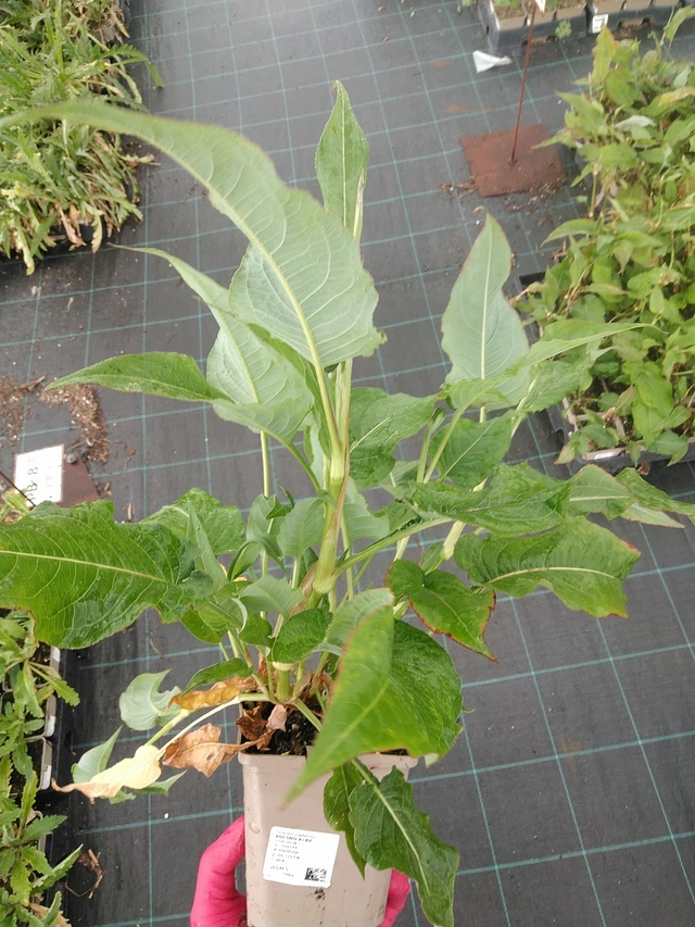 Konnantatar Alba - 7. 7. 2025