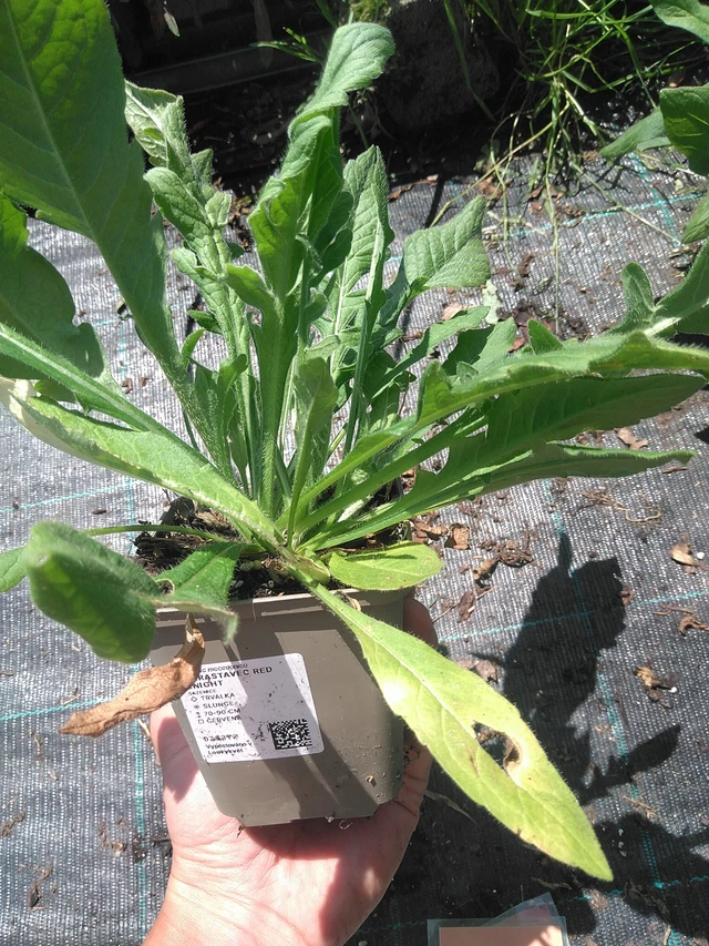 Ruusuruoho Red Knight - 24. 6. 2025