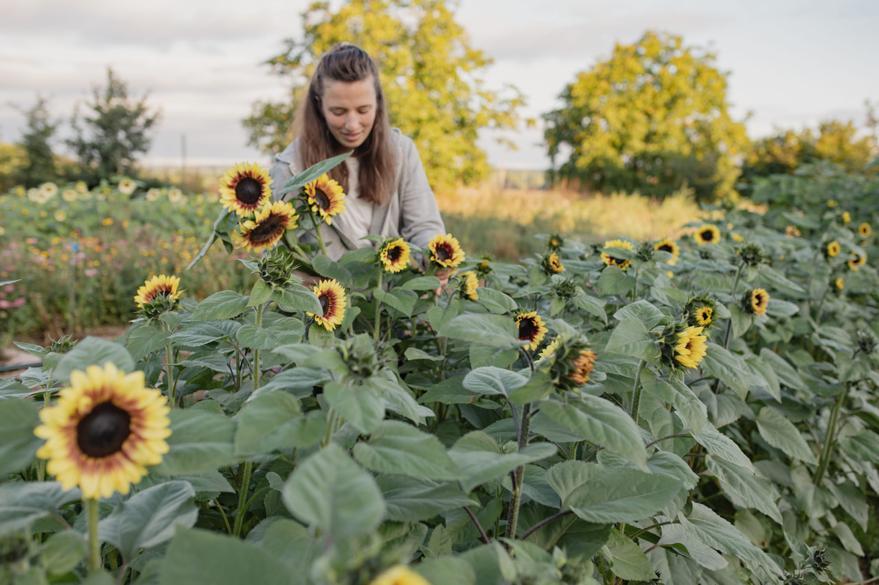 Zonnebloem ProCut Red Lemon BiColor, Loukykvět