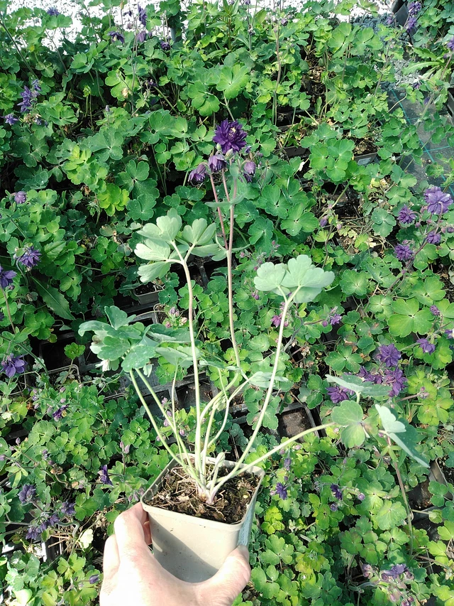 Lehtoakileija Blue Barlow - 13. 5. 2025