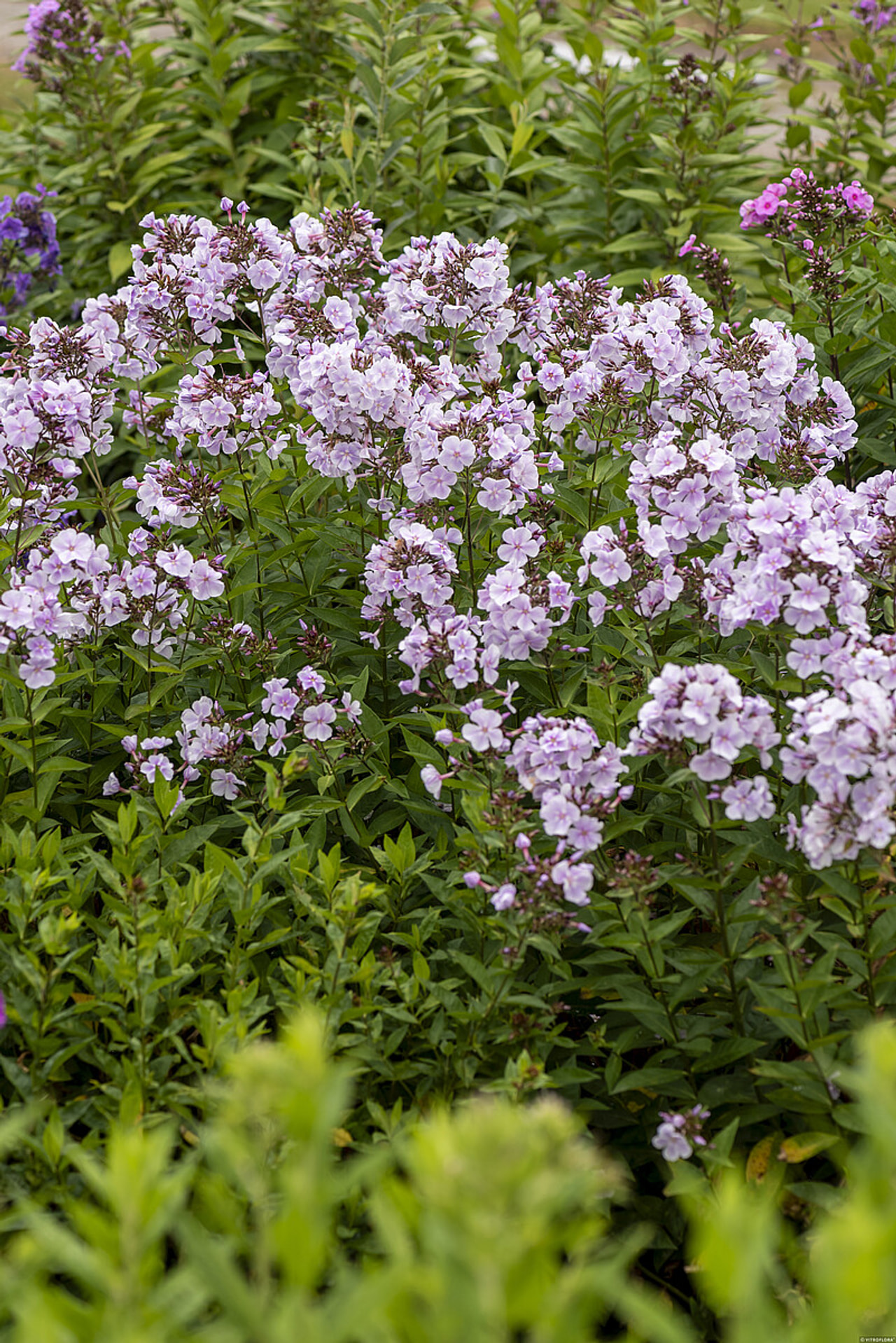 Leimu Franz Schubert, Loukykvět