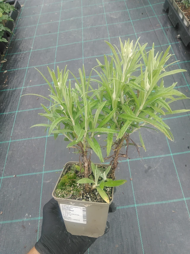 Anaphalis margaritacea Neuschnee - 10. 9. 2025