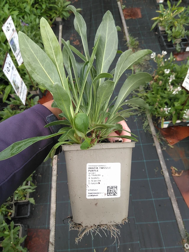 Partapipo Twizzle Purple - 11. 7. 2025