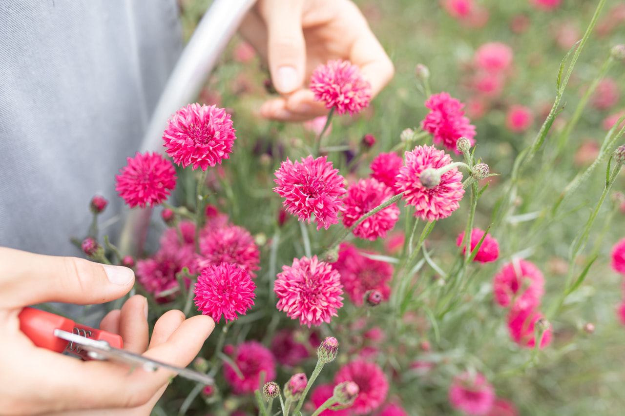 Aciano Tall Double Red Boy, Loukykvět