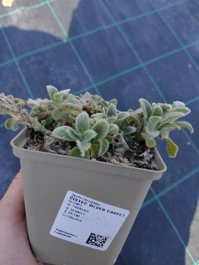 Nukkapähkämö Silver Carpet - 27. 3. 2026