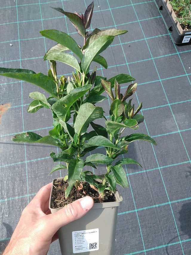 Leimu Sweet Summer Fantasy - 24. 6. 2025