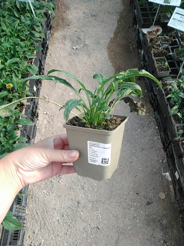 Echinacea SunSeekers Pumpkin Pie - 19. 8. 2025