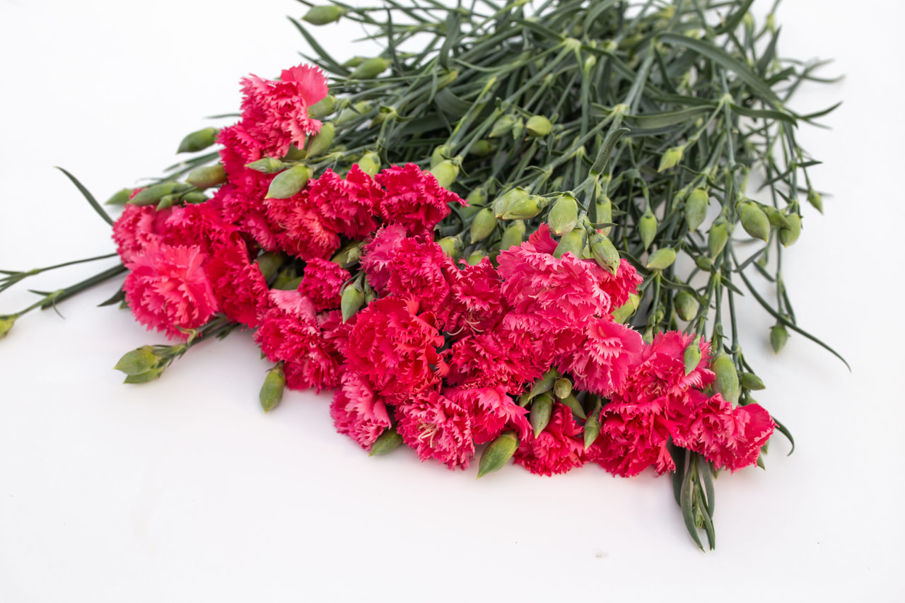 Goździk Chabaud Rose Queen, Loukykvět