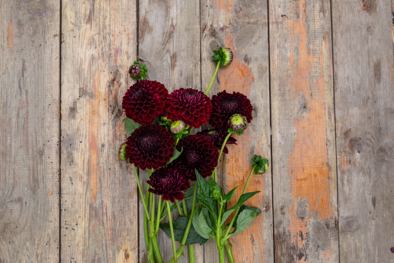 Daalia Jowey Mirella, Loukykvět