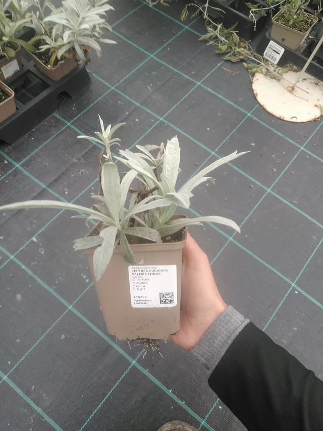 Artemisia ludoviciana Valerie Finnis - 10. 10. 2025