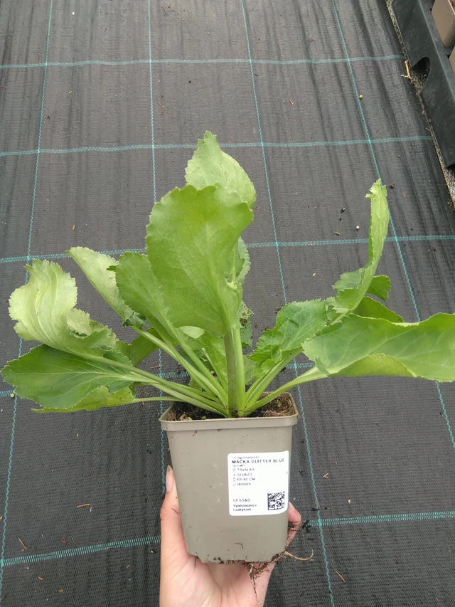 Eryngium Glitter Blue - 11. 7. 2025