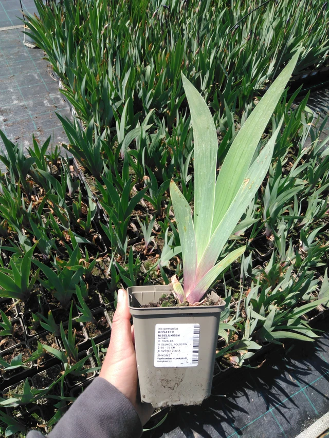 Kurjenmiekka Nibelungen - 13. 5. 2025