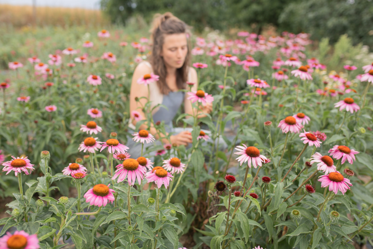 Echinacea Magnus, Loukykvět