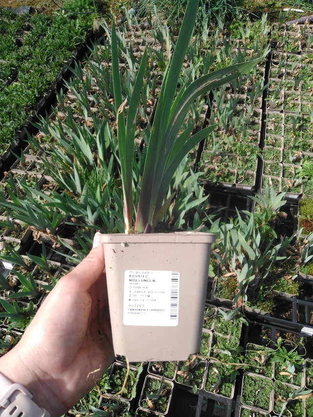 Kurjenmiekka Nibelungen - 2024