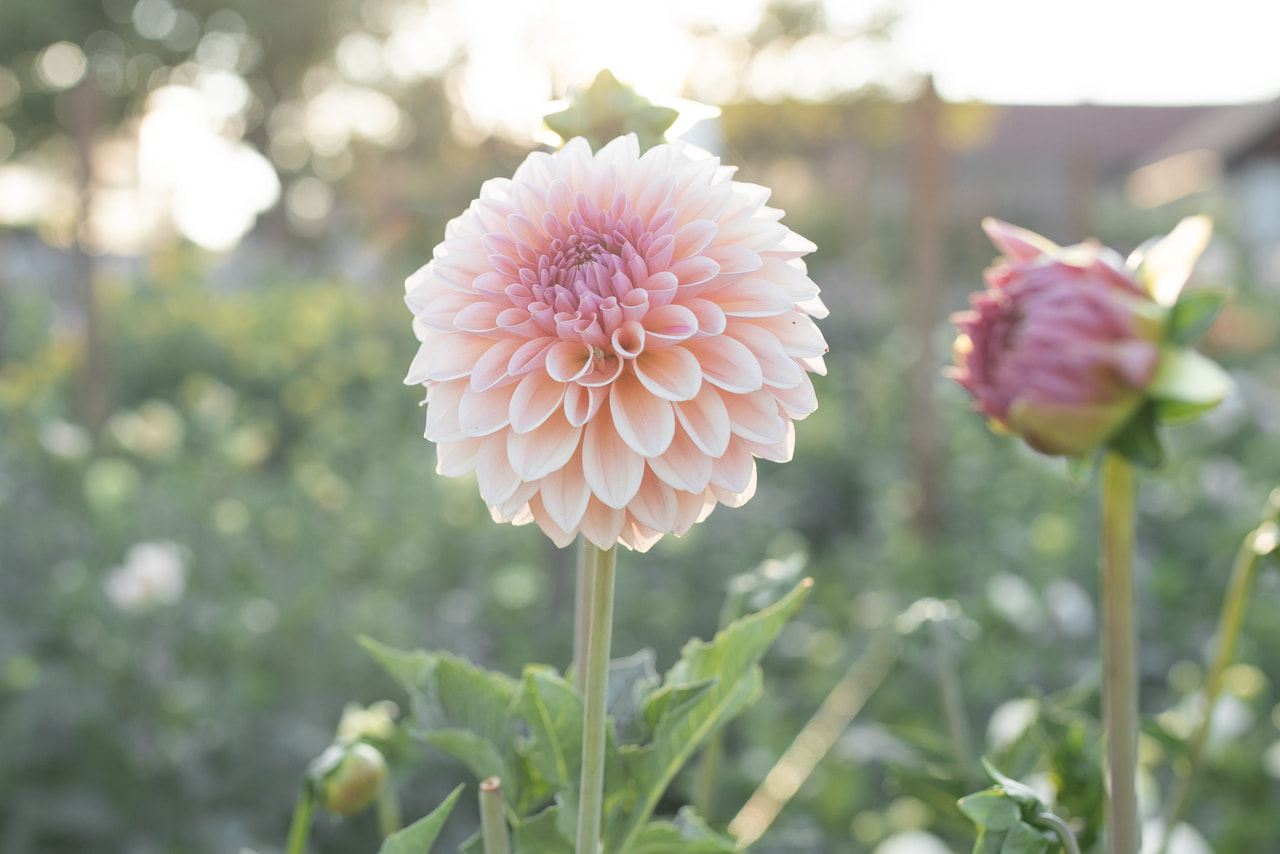 Daalia Beauty Queen, Loukykvět