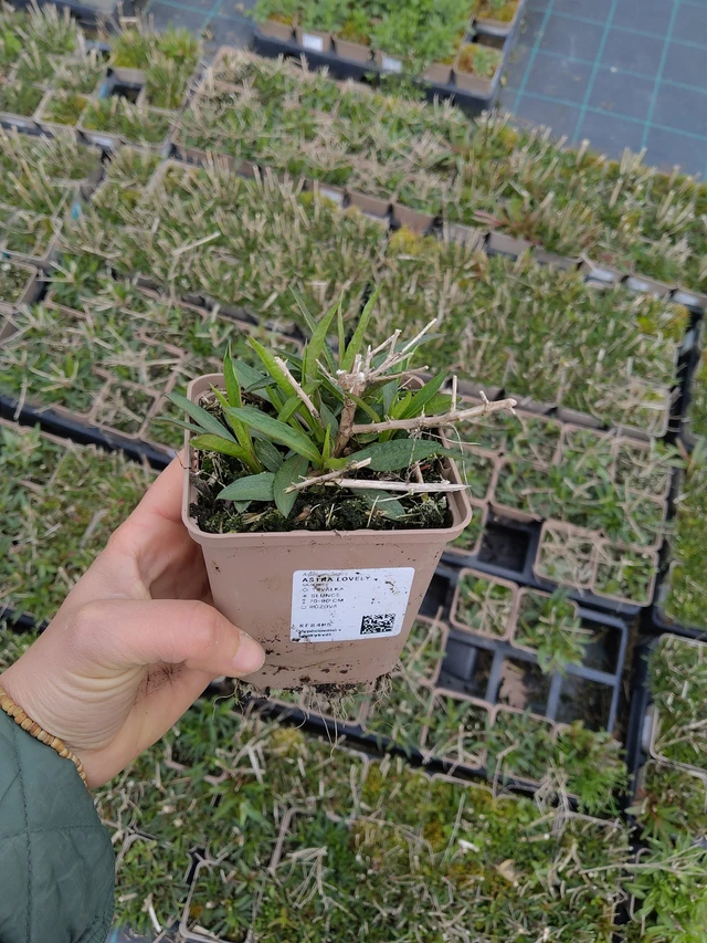 Asteri Lovely - 21. 4. 2026