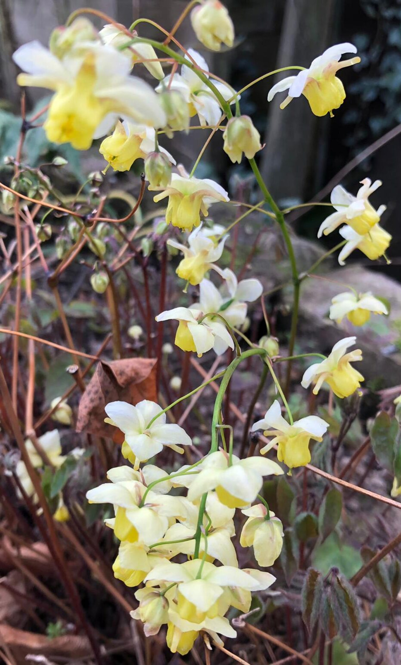 Epimedium Versicolor, Loukykvět