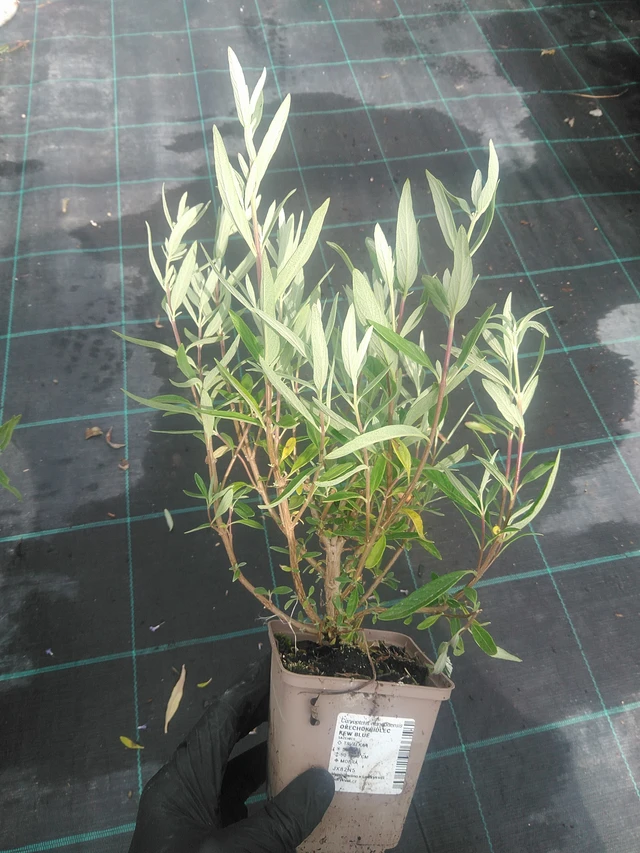 Caryopteris Kew Blue - 10. 9. 2025