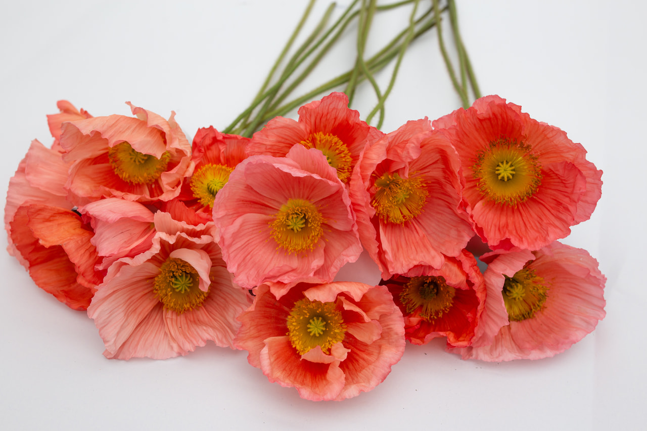 Valmue Colibri Rosa Intenso Salmonato, Loukykvět