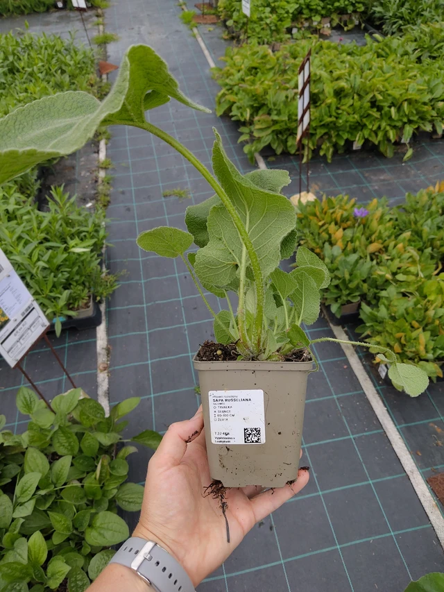 Phlomis Russeliana - 10. 9. 2025