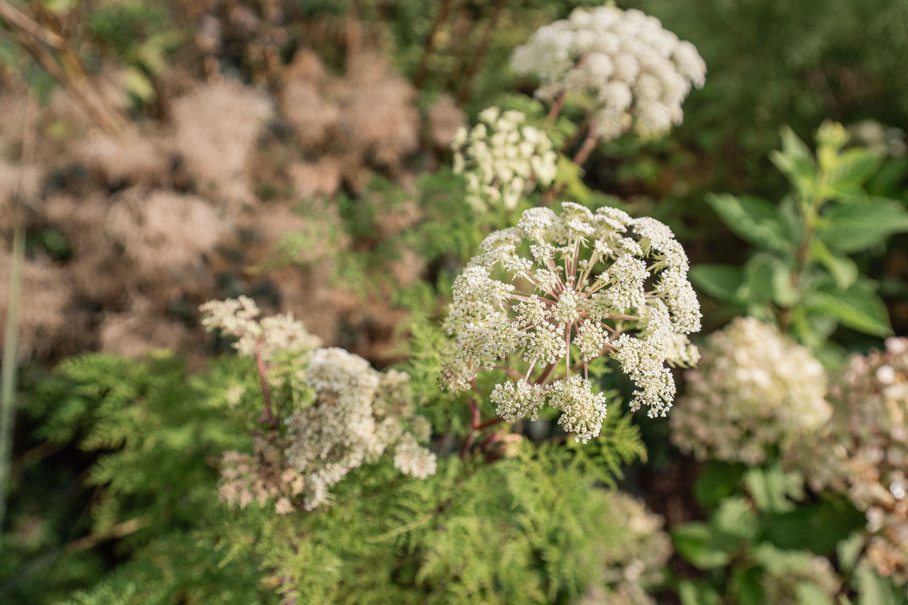 Suoputki, Loukykvět