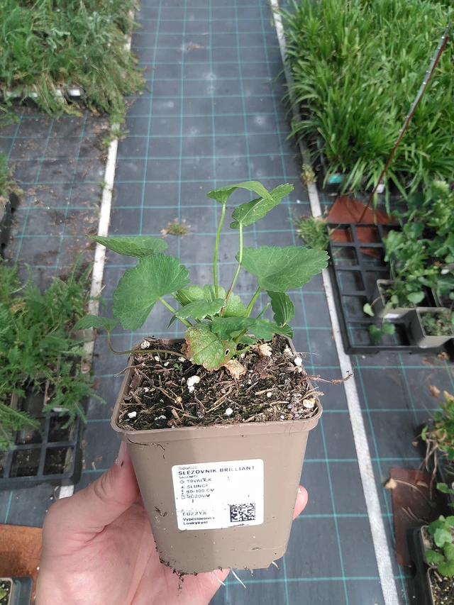 Sidalcea Brilliant - 24. 6. 2025