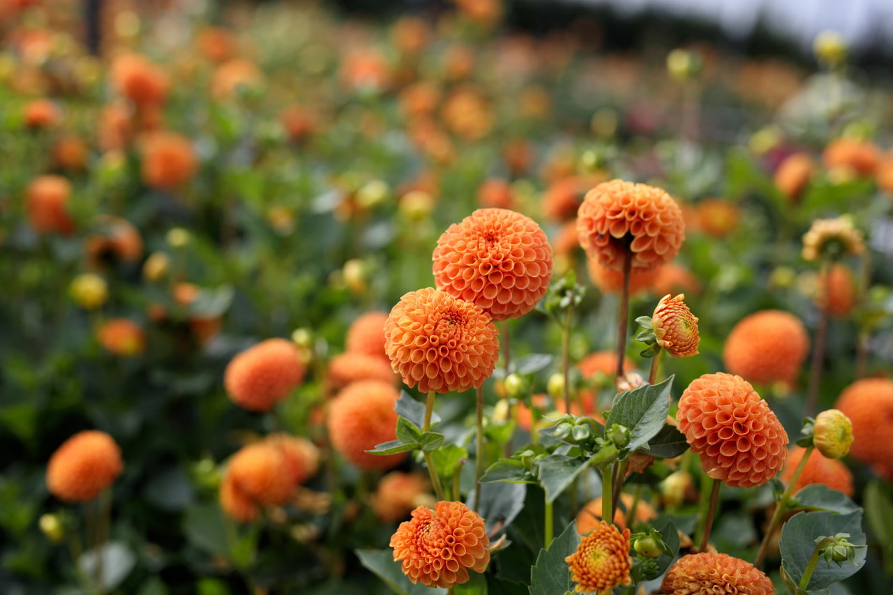 Daalia Bantling, Loukykvět