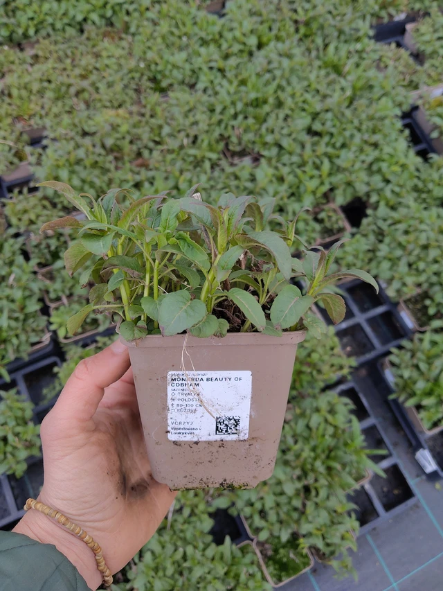 Väriminttu Beauty of Cobham - 21. 4. 2026