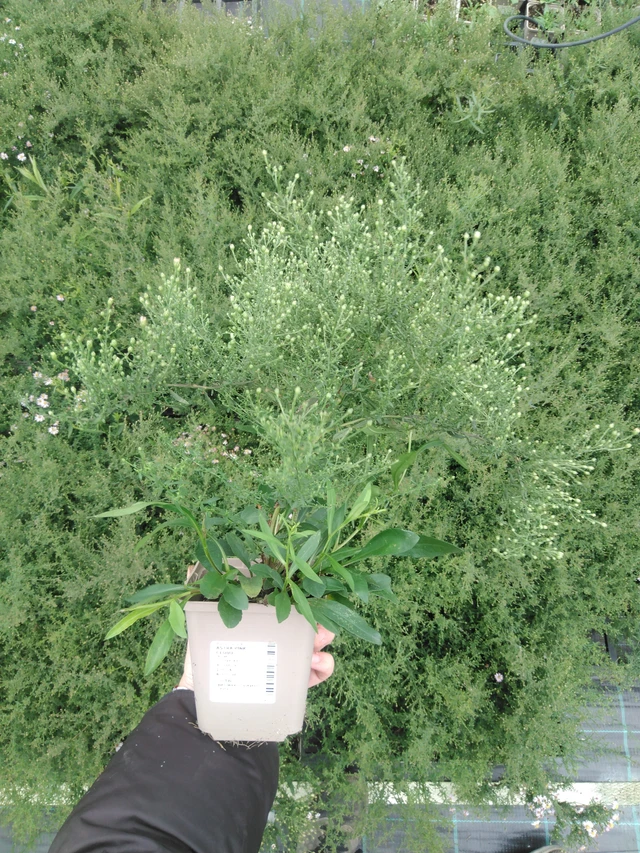 Asteri Pink Cloud - 2024