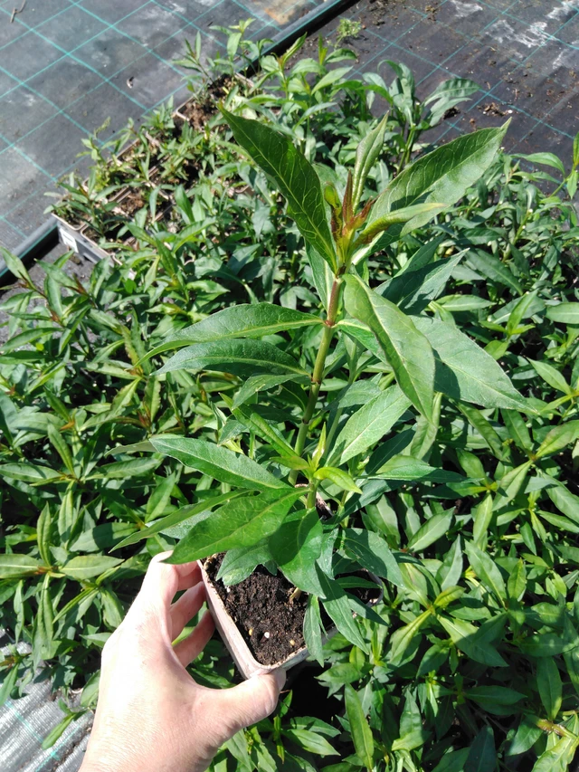 Syysleimu Sweet Summer Sensation - 13. 5. 2025