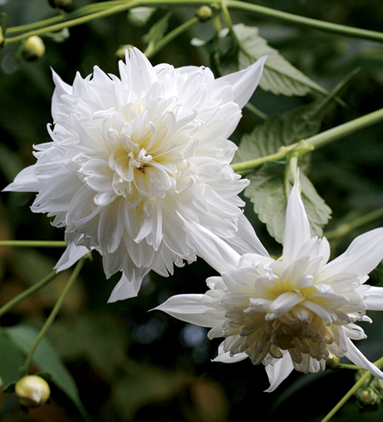 Dahlia Imperial White, Loukykvět