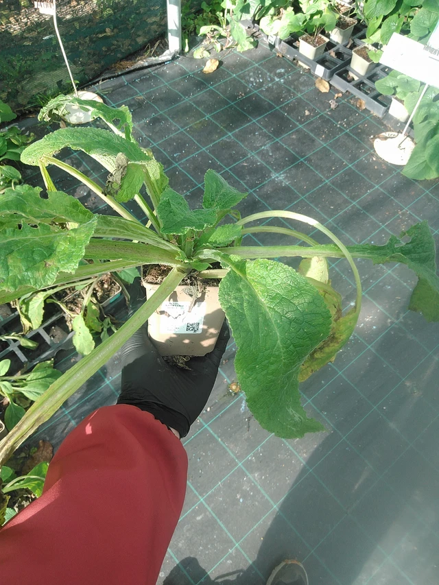 Sormustinkukka Pam’s Choice - 13. 10. 2025