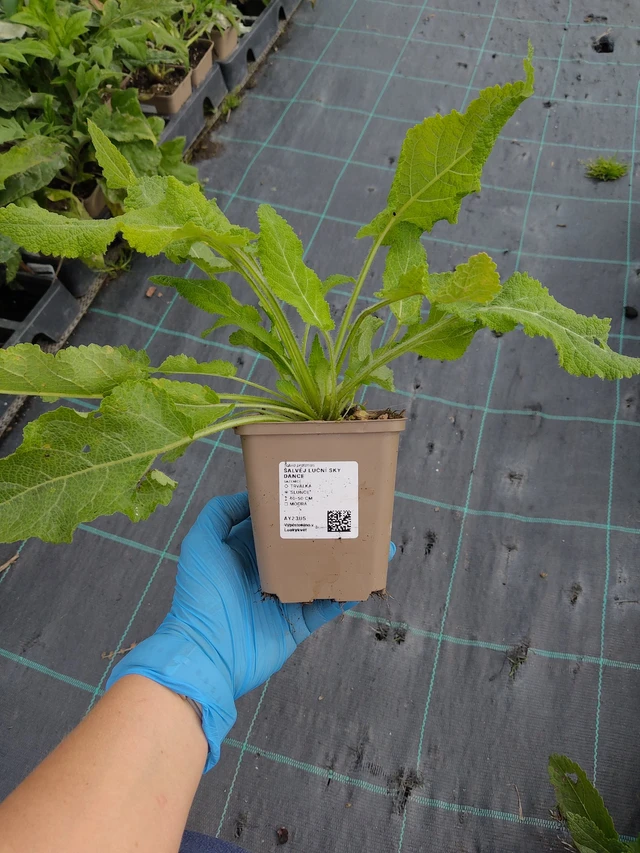 Salvia pratensis Sky Dance - 10. 9. 2025