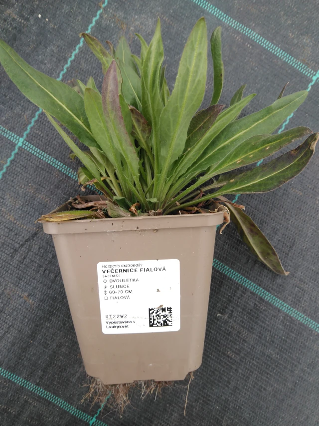 Illakko violetti - 1. 4. 2026