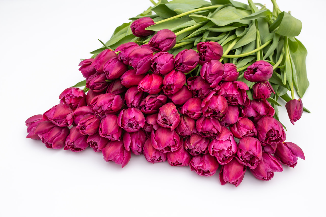 Tulppaani Margarita, Loukykvět