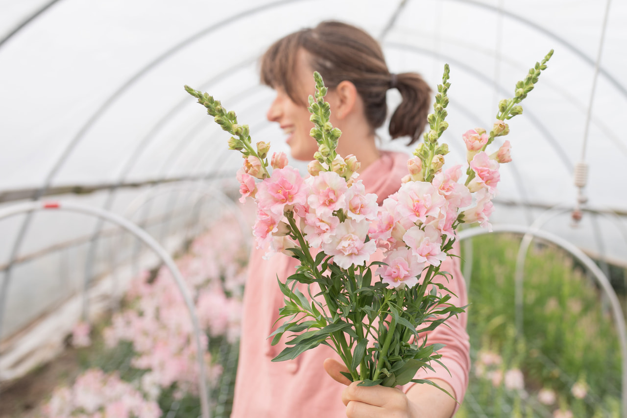 Leijonankita Double Frappe Light Pink, Loukykvět